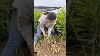 Girl harvesting ginger root agriculture satisfying farming [upl. by Alasdair889]