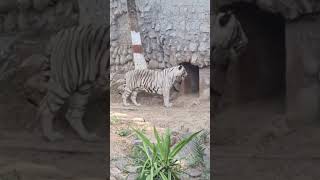 Gwalior zoo zoo tiger gwalior mp [upl. by Aneres]