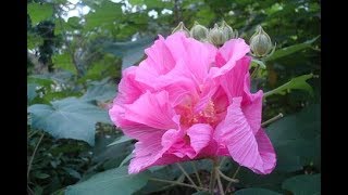 Hibiscus Mutabilis [upl. by Elatan568]