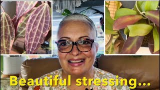 TOP 5 STRESSED HOYAS IN MY COLLECTION Care tips and blooms 🙋🏼‍♀️🪴 S1E15 [upl. by Enirac168]