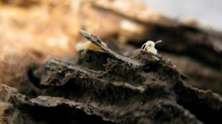 White Ants  Porotermes  Building amp Pest Inspection Mornington Peninsula [upl. by Ariajay]