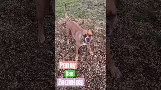 Penny has Zoomies [upl. by Skeie]