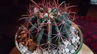 Ferocactus gracilis [upl. by Rasecoiluj]