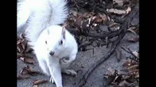 Binny the albino squirrel [upl. by Avril871]