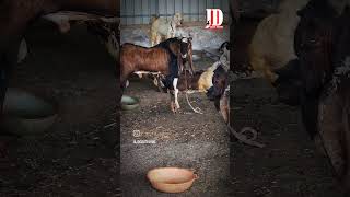 One of The Result of JD Goat Farm Breeding setup jdgoatfarm jdgoatfarm2024 imranbhaijdgoatfarm [upl. by Ellek342]