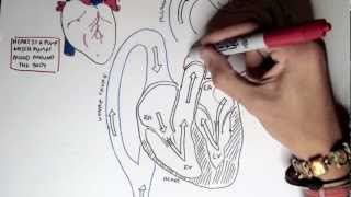 Cardiology  Heart Physiology I Cardiac Myocyte and Membrane Potential [upl. by Boys]