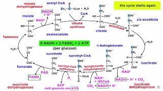 Cellular Respiration Part 2 The Citric Acid Cycle [upl. by Daeriam]