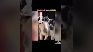 Funny goats laughing😂🤣🤣 [upl. by Alastair]