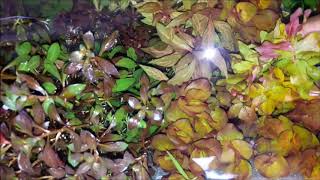 Rotala Aquatic Plants guide about 7 rotala varieties [upl. by Newmark]