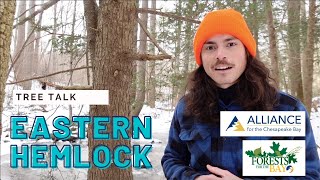 Tree Talk Eastern Hemlock [upl. by Arman361]