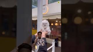 Teacup dog price in India  cute Pomeranian dog  dog pets trend shortvideo viralvideo [upl. by Eberto257]