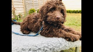 Rolo  10 Week Old Australian Labradoodle  6 Weeks Training amp Socialisation [upl. by Calli350]