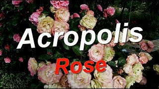 Acropolis Rose Meilland [upl. by Nylirret]