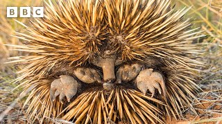 Cute echidnas keep cool by blowing SNOT BUBBLES 😲  Mammals  BBC [upl. by Bayard795]