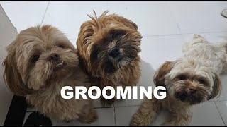 Pet Grooming Home Service  Vlog 10 [upl. by Anaujit246]