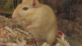 Frightened Gerbil Thumps Feet [upl. by Tressia]