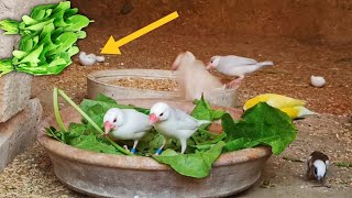 saag food Java Sparrow Birds and zebra frnch birds Gouldian finch BengaliFinch colony [upl. by Medina]