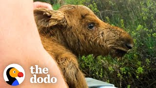 Fishermen Save Baby Moose From Drowning  The Dodo [upl. by Oralee786]