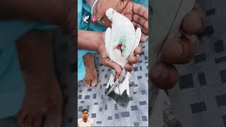 Bazz se bach kr aaya vapas kabutar 😍🕊️🦅kabootar kabutarbazzi bazz pigeonlover birdslover [upl. by Rehttam687]