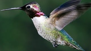 Slow Motion Hummingbirds  Slo Mo  Earth Unplugged [upl. by Akaenahs]