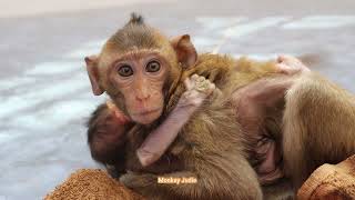 Poor baby monkey Ting Ting struggle very hard to hug older sister [upl. by Anib]