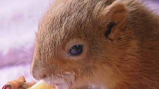 Baby red squirrels saved from Hurricane Katia [upl. by Ahselrak]