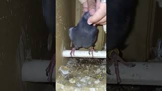 Dinner feeding baby Pigeon in nest box [upl. by Player]