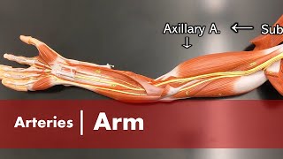 Arteries of the Arm [upl. by Ayekan]