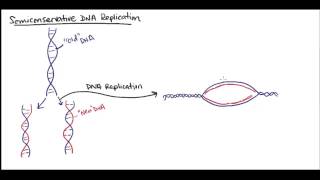 DNA Origin of replication [upl. by Onafets]