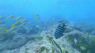 North Straddie dive Oct 2024 Boothy go pro cam [upl. by Damaris]