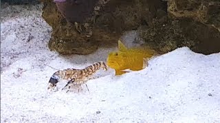 Goby and Pistol Shrimp Pair  Yellow Watchman Goby quotwatchingquot amp Tiger Pistol Shrimp quotworkingquot [upl. by Oratnek]