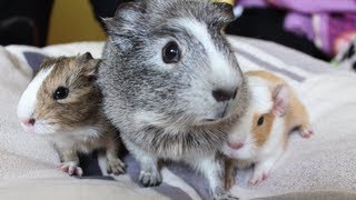 Meerschweinchen Babys von Trüffel  Die Meeries [upl. by Yrannav]