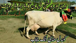 Beautiful Jersey and Holstein Freisian Cows for Sale in Gondal Mandi Attock Punjab  Bulls Point [upl. by Dahle902]