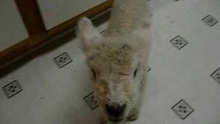 Baby Lamb running in kitchen [upl. by Sonstrom890]