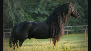 Friesian Horses [upl. by Arikal]