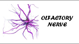 Olfactory Nerve Examination  Cranial Nerve 1 Examination  Clinical Examination of Olfactory Nerve [upl. by Spaulding]