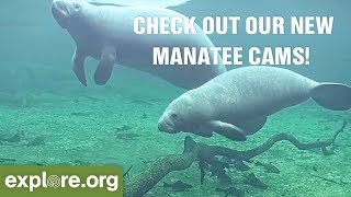 New Manatee Cameras at Homosassa Springs [upl. by Neiluj998]