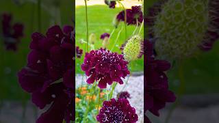 Scabiosa atropurpurea flowergarden flowers flower [upl. by Xuaegram660]