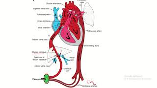 Flow chart of fetal circulation [upl. by Mia14]