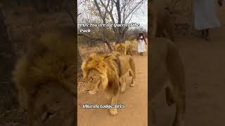 LION WALK AT UKUTULA LODGE AND GAME RESERVE lion ukutulalodge gamereserve lionwalk [upl. by Haras]