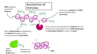 Acetylation AQA Biology A level [upl. by Ahsaten]