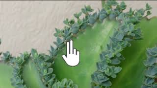 Vegetative propagation amp advantages  How do organisms reproduce  Biology  Khan Academy [upl. by Cung790]