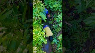 Fishing of drain side near by pond youtubeshorts shortvideos viralshorts fishing [upl. by Mccurdy]