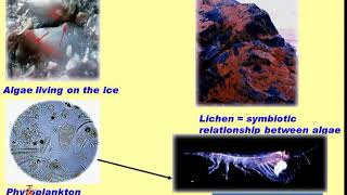 Adaptations of Extremophiles Part 1 [upl. by Canter66]