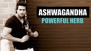 ASHWAGANDHA अश्वगंधा Powerful Herb  Does it Boost Testosterone or Not Info by Guru Mann [upl. by Andrel]