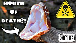 How DEADLY Is The BITE Of The COTTONMOUTH [upl. by Micheal]