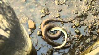 Northern water snake versus eel [upl. by Vizzone]