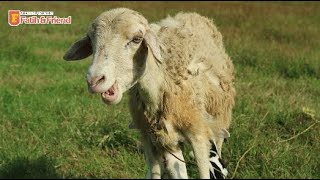 DOMBA BETINA LUCU  SUARA KAMBING  KAMBING LUCU  SHEEP INDONESIA  SCHAPEN [upl. by Ardnek]