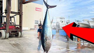 10FT Long Tuna Caught 3 Miles Offshore [upl. by Murton]