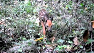 Abandoned Deer Fawn Crying For Its Mother … What does a baby deer fawn sound like [upl. by Egres]